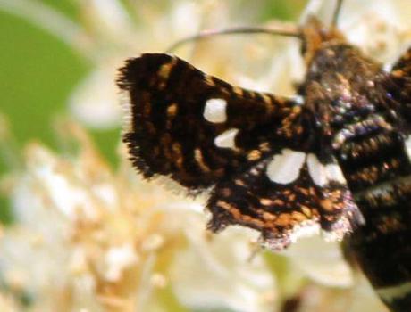 5 thyris fenestrella bord romi 22 juin 2014 022.jpg