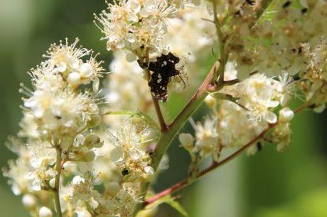 2 thyris fenestrella romi 22 juin 2014 027.jpg