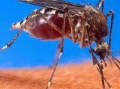 IMAGE JOUR: Moustique