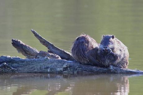 le ragondin ou myocastor