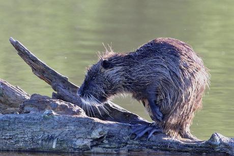 le ragondin ou myocastor