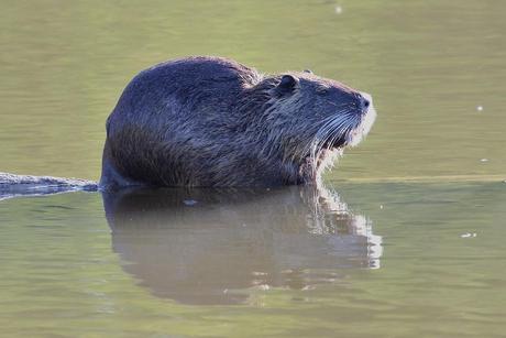 le ragondin ou myocastor