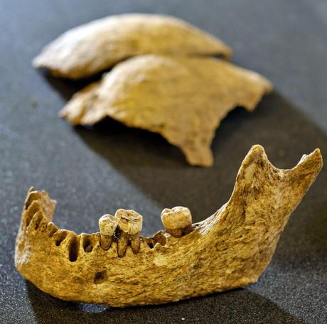 Un squelette qui pourrait être celui du Roi Viking Olaf Gothfrithson