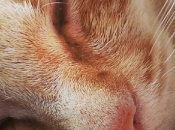 #52rockingweeks récap