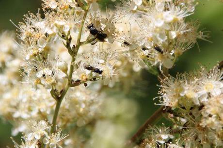 romi 22 juin 2014 020.jpg