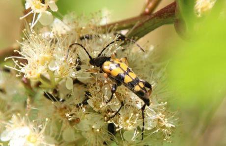 rutpela maculata 2 romi 22 juin 2014 010.jpg