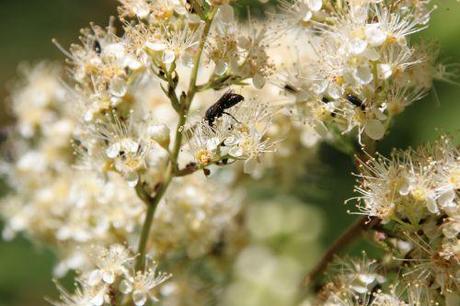 romi 22 juin 2014 021.jpg