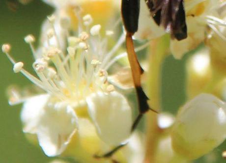 rutpela maculata tibia romi 22 juin 2014 034.jpg