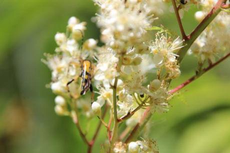 rutpela maculata 3 romi 22 juin 2014 033.jpg