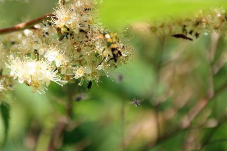 rutpela maculata 1 romi 22 juin 2014 009.jpg