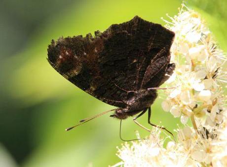 paon du jour 2 romi 22 juin 2014 013.jpg
