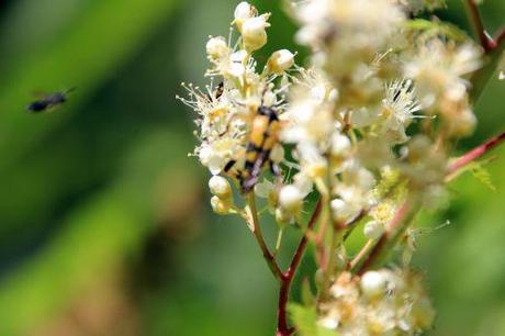 romi 22 juin 2014 032.jpg