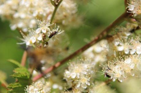 romi 22 juin 2014 030.jpg