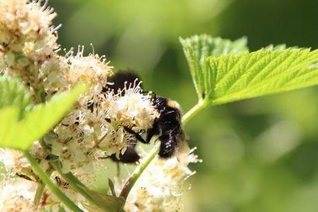 romi 22 juin 2014 012.jpg