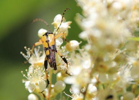 rutpela maculata romi 22 juin 2014 034.jpg