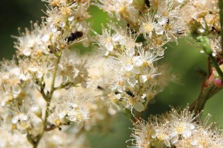 romi 22 juin 2014 019.jpg