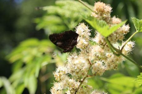 paon du jour 1 romi 22 juin 2014 017.jpg