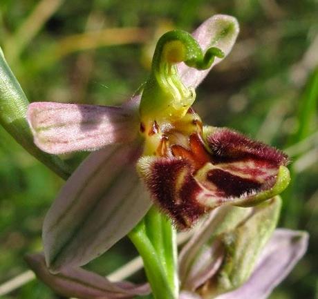 Une variation de l'Ophrys abeille