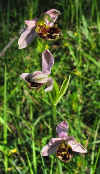 Une variation de l'Ophrys abeille