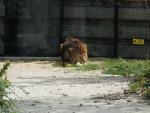 [Sortie] Le Zoo de Vincennes