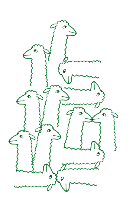 J'ai passé mon weekend avec des alpagas.Folle vie.