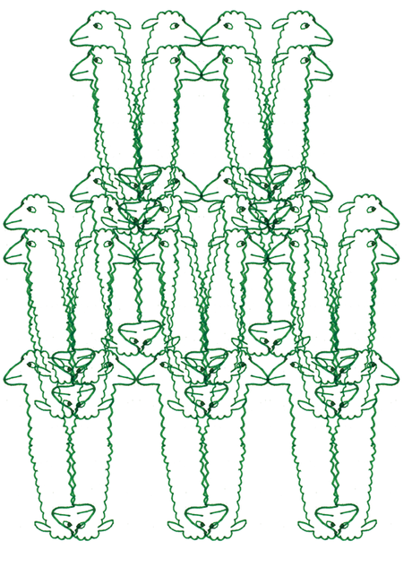 J'ai passé mon weekend avec des alpagas.Folle vie.