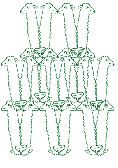 J'ai passé mon weekend avec des alpagas.Folle vie.