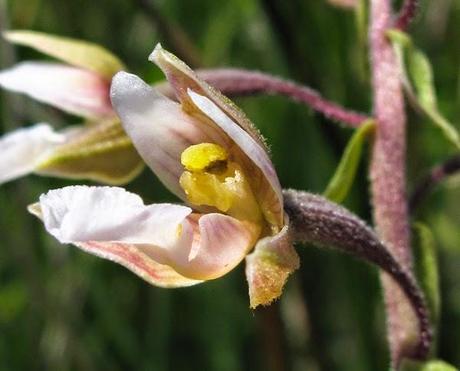 Belle des marais, l'Epipactis palustris