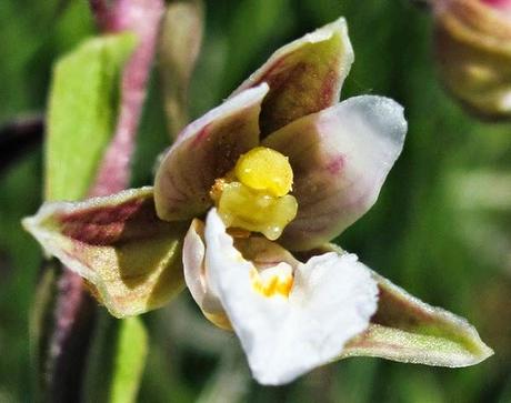 Belle des marais, l'Epipactis palustris