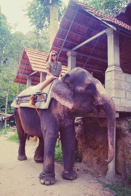 Elephant et thé, les petits bonheurs de Kumily
