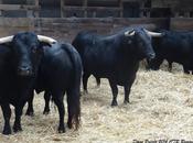 novillos pour rieumes dimanche