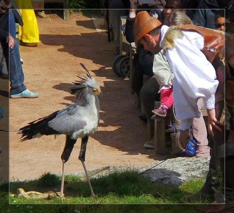 Les animaux du Puy du Fou : une attraction à part entière !
