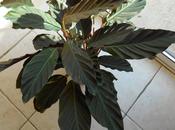 Sauvetage Calathea Crocata