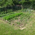 Jardin Chronique d’un potager ordinaire premières joies premiers soucis