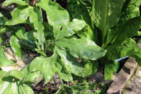 11 dracunculus vulgaris marnay 1 juin 2013 023.jpg