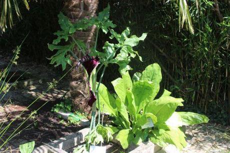 6 dracunculus vulgaris marnay 12 juin 2014 003 (1).jpg