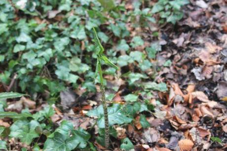 2 dracunculus veneux 5 mars 2014 007.jpg