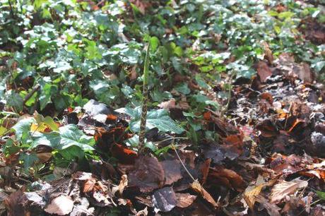 1 dracunculus veneux 21 fev 2014 008.jpg