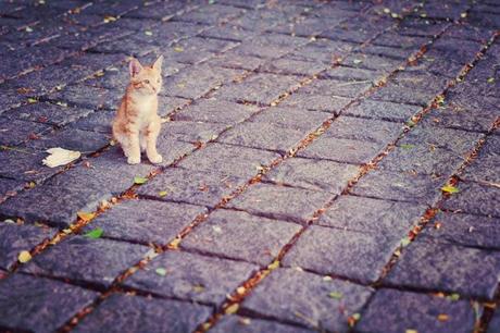 Pourquoi visiter le Kerala ?