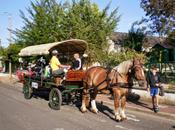 cheval revient dans villes