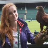 Wimbledon peut compter sur Rufus le faucon