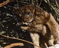 Samedi 5 Juillet à 22h, à Gerland, La chasse au lion à l’arc de Jean Rouch