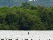 Épier plus près oiseaux Bassin d'Arcachon…