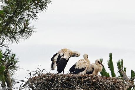 Cigogne blanche • Ciconia ciconia