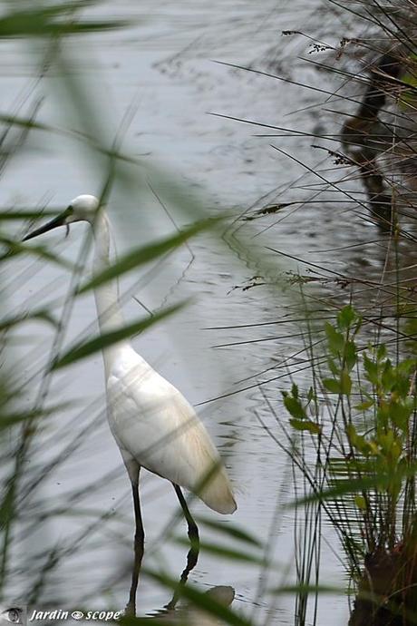 AIgrette-garzette-4