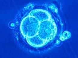 La CEDH examine la question de l'utilisation des embryons pour la recherche scientifique
