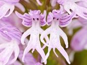 orchidées sont suprenantes