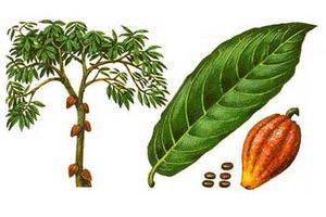 Petite histoire du cacao