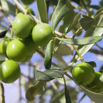 L'Or vert des dieux...l'huile d'olive!