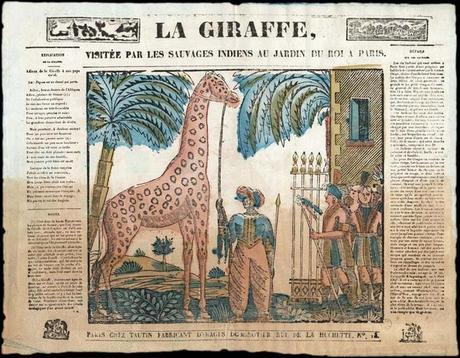 La girafe nubienne de Paris…!